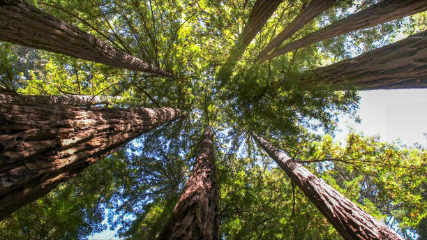 How Our Tree Care Process Works  in  Old Forge, PA